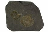 Dactylioceras Ammonite Cluster - Posidonia Shale, Germany #100263-1